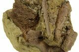 Fossil Dinosaur Bone Fragments in Sandstone - Wyoming #380397-1